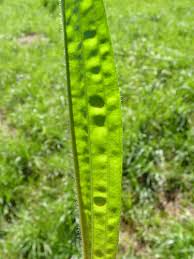 Attēlu rezultāti vaicājumam “Plantago lanceolata fruit”