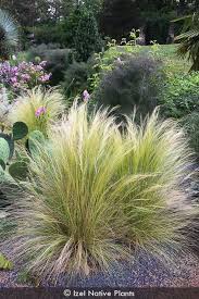 Attēlu rezultāti vaicājumam “Najas tenuissima leaf”