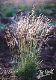 Attēlu rezultāti vaicājumam “Deschampsia flexuosa bud”