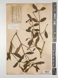 Attēlu rezultāti vaicājumam “Viscum album”