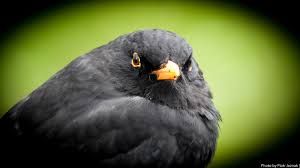 Attēlu rezultāti vaicājumam “Turdus merula”