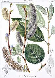 Attēlu rezultāti vaicājumam “Salix caprea fruit”