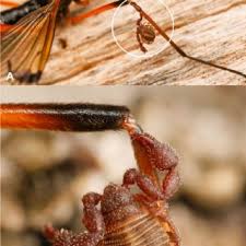 Attēlu rezultāti vaicājumam “Dictenidia bimaculata”