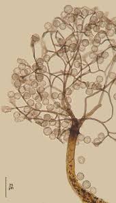 Attēlu rezultāti vaicājumam “Clastoderma debaryanum macro”