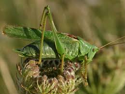 Attēlu rezultāti vaicājumam “Tettigonia viridissima”