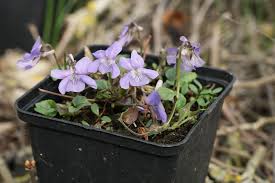 Attēlu rezultāti vaicājumam “Viola reichenbachiana”