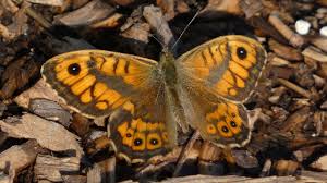 Attēlu rezultāti vaicājumam “Lasiommata megera male”