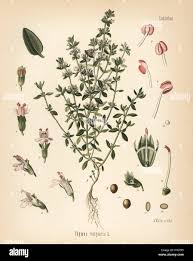 Image result for Thymus vulgaris