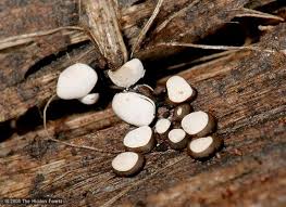 Attēlu rezultāti vaicājumam “Diderma simplex spores”