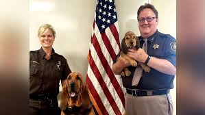 Image result for Carlisle BloodHounds