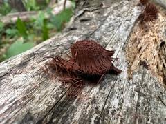 Attēlu rezultāti vaicājumam “Stemonitis marjana”