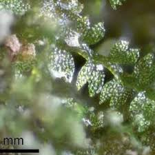 Attēlu rezultāti vaicājumam “Plagiomnium ellipticum”