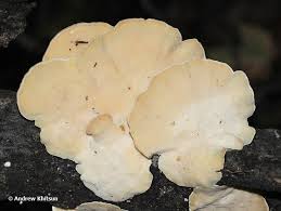 Attēlu rezultāti vaicājumam “Trametes ochracea”