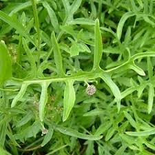 Attēlu rezultāti vaicājumam “Centaurea scabiosa fruit”