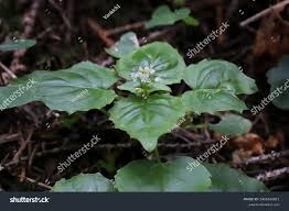 Attēlu rezultāti vaicājumam “Circaea alpina leaf”