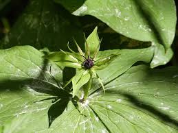 Attēlu rezultāti vaicājumam “Paris quadrifolia bud”
