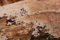 Attēlu rezultāti vaicājumam “Steccherinum fimbriatum”