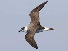 Image result for Pterodroma hasitata