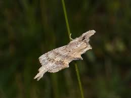 Attēlu rezultāti vaicājumam “Pterostoma palpina”