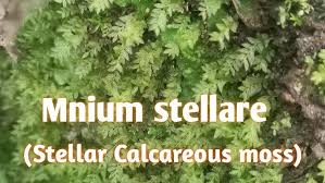 Attēlu rezultāti vaicājumam “Mnium stellare”