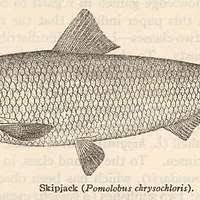 Image result for Alosa chrysochloris