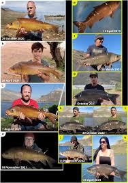 Image result for Ictiobus cyprinellus