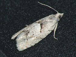 Attēlu rezultāti vaicājumam “Epinotia bilunana”