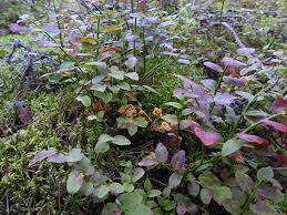 Attēlu rezultāti vaicājumam “xComagaria rosea”