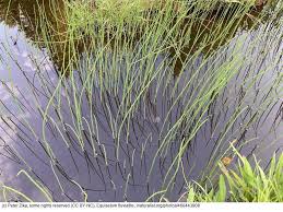 Attēlu rezultāti vaicājumam “Equisetum fluviatile”