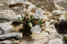 Image result for Campanula formanekiana