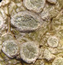 Attēlu rezultāti vaicājumam “Pertusaria albescens”