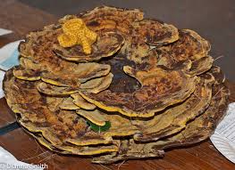 Attēlu rezultāti vaicājumam “Phaeolus schweinitzii”