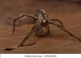 Attēlu rezultāti vaicājumam “Pisaura mirabilis cocoon”