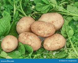 Attēlu rezultāti vaicājumam “Solanum tuberosum”