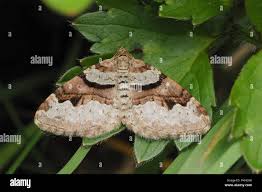 Attēlu rezultāti vaicājumam “Xanthorhoe designata”