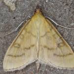 Attēlu rezultāti vaicājumam “Mecyna flavalis”