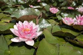 Attēlu rezultāti vaicājumam “Nymphaea alba”