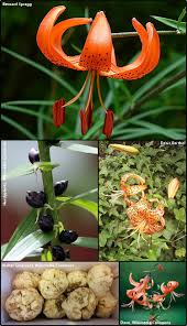 Attēlu rezultāti vaicājumam “Lilium lancifolium”