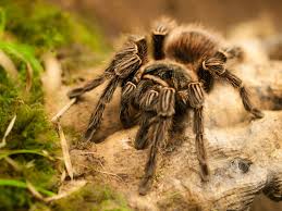 Attēlu rezultāti vaicājumam “Arachnida”