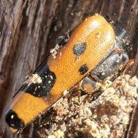 Attēlu rezultāti vaicājumam “Leptura quadrifasciata”