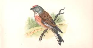 Attēlu rezultāti vaicājumam “Carduelis cannabina”