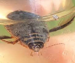 Attēlu rezultāti vaicājumam “Acilius sulcatus male”