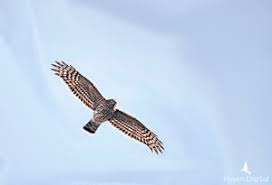 Image result for Goshawks G C