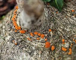 Attēlu rezultāti vaicājumam “Peniophora rufa”