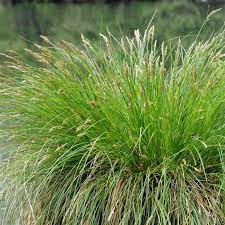Attēlu rezultāti vaicājumam “Carex paniculata”