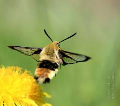 Attēlu rezultāti vaicājumam “Hemaris tityus”