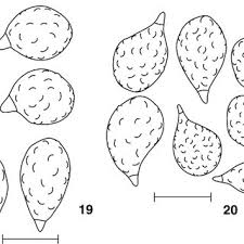 Attēlu rezultāti vaicājumam “Diachea subsessilis”