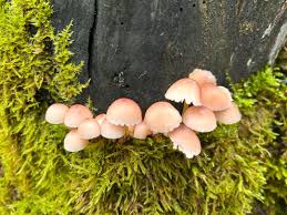 Attēlu rezultāti vaicājumam “Mycena renati”
