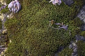 Attēlu rezultāti vaicājumam “Grimmia pulvinata sporophyte”