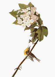 Image result for Vireo flavifrons